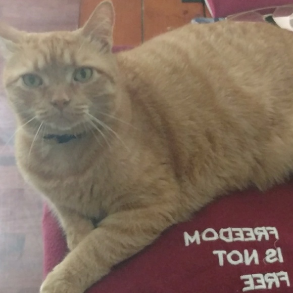 Tommy Hilfiger Other - Tom by popular request!